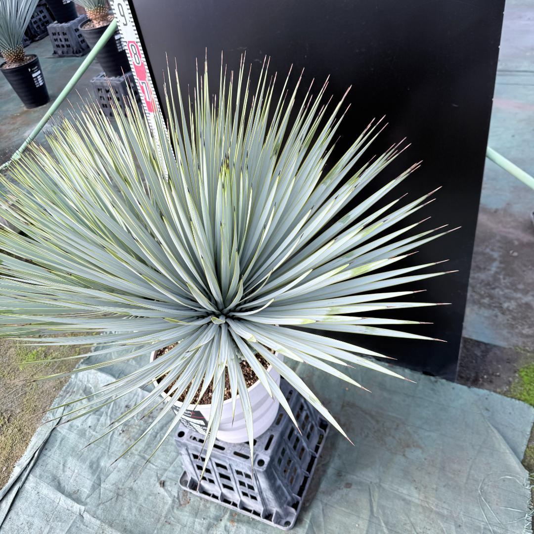 【AL-F1139】ユッカ　ロストラータ　超美形　高次元ダブル　シルバー個体