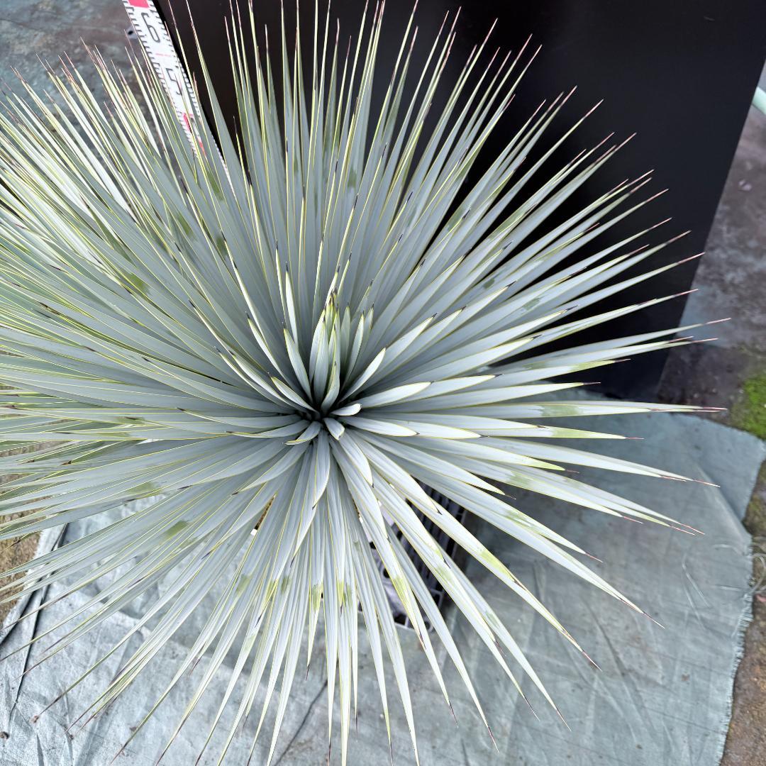 【AL-F1139】ユッカ　ロストラータ　超美形　高次元ダブル　シルバー個体