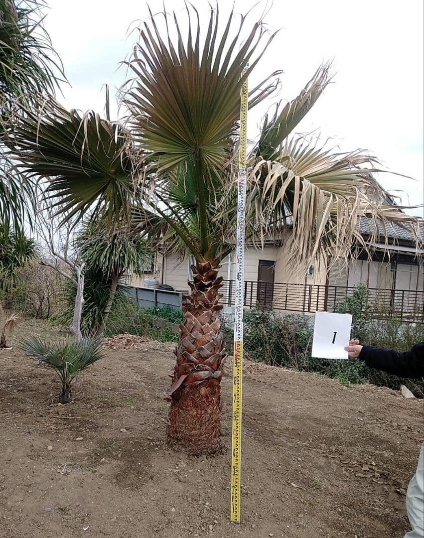 サンプル/ワシントンヤシ★幹高1m=5.5万/2枚目=1.5m★大小様々来園選択