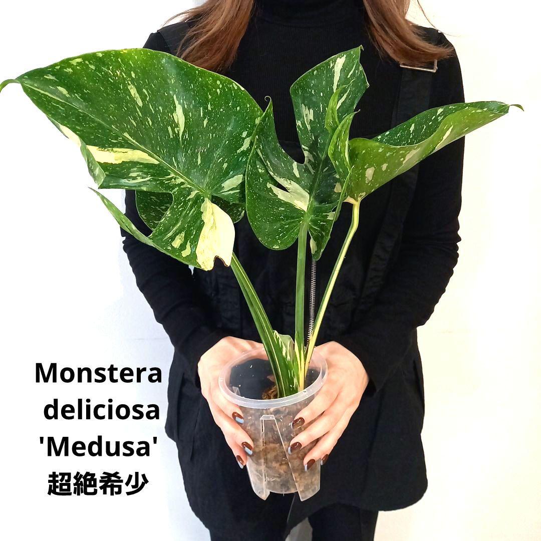 超絶希少 モンステラ デリシオーサ メデューサ