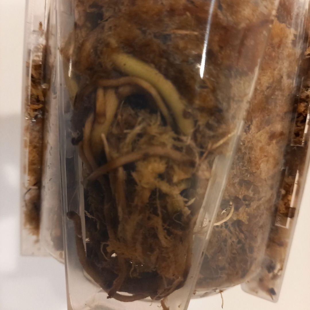 超絶希少 モンステラ デリシオーサ メデューサ