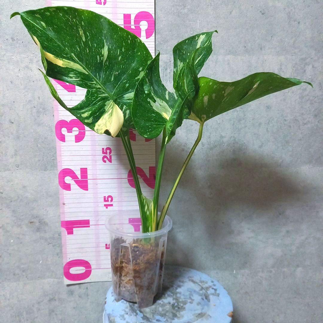 超絶希少 モンステラ デリシオーサ メデューサ