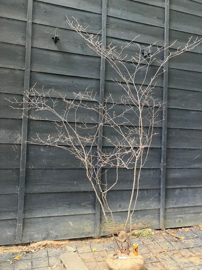 300 山採り　ナツハゼ