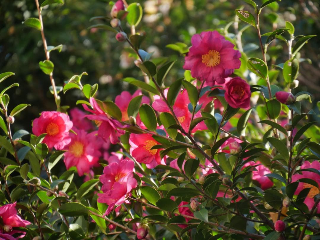 訳ありLUMIX G VARIO 14-140mm F3.5-5.6 カビあり