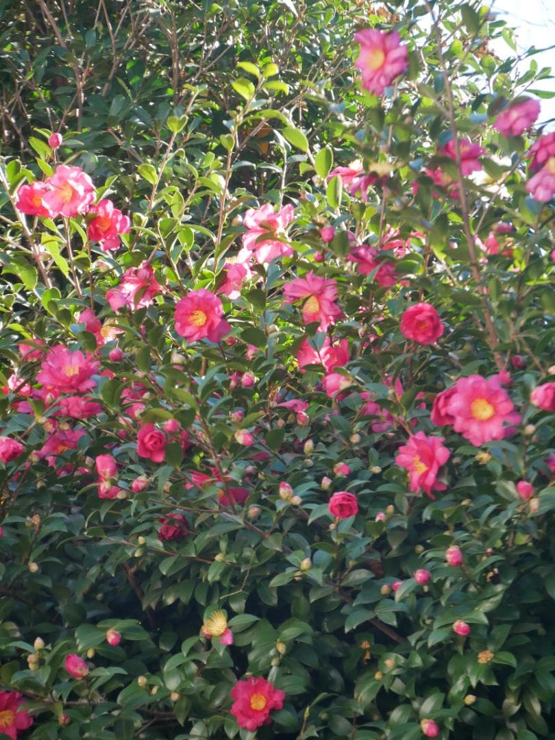 訳ありLUMIX G VARIO 14-140mm F3.5-5.6 カビあり