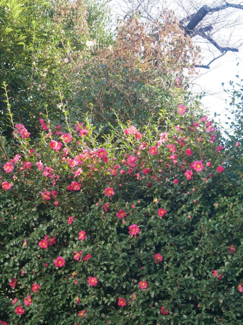 訳ありLUMIX G VARIO 14-140mm F3.5-5.6 カビあり