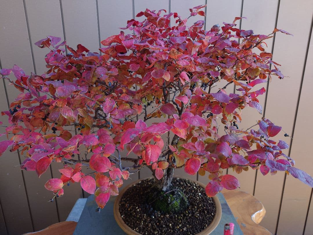 盆栽　ナツハゼ　樹高54cm