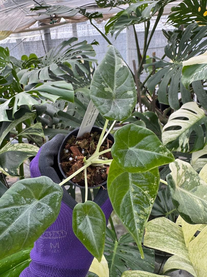 た*り様 激レア　アロカシア　マハラニ　アルボ　白斑入り