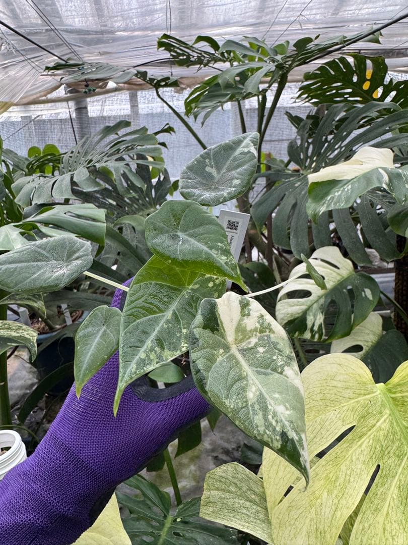 た*り様 激レア　アロカシア　マハラニ　アルボ　白斑入り