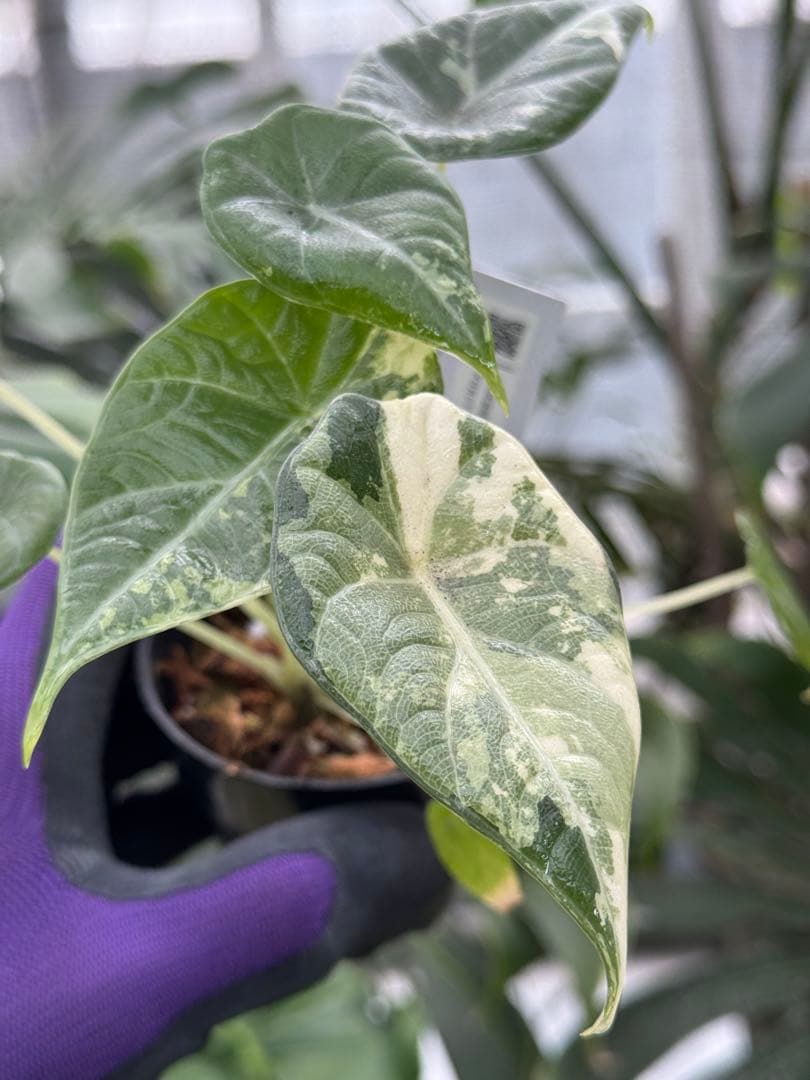 た*り様 激レア　アロカシア　マハラニ　アルボ　白斑入り