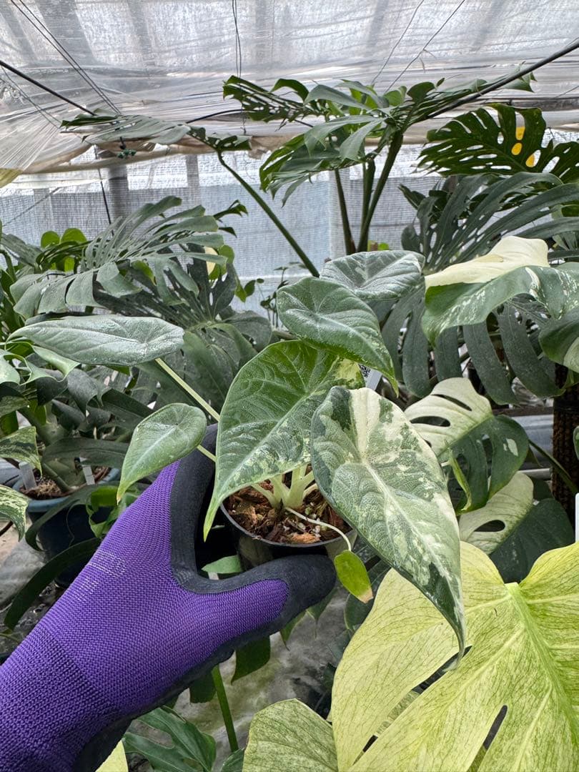 た*り様 激レア　アロカシア　マハラニ　アルボ　白斑入り