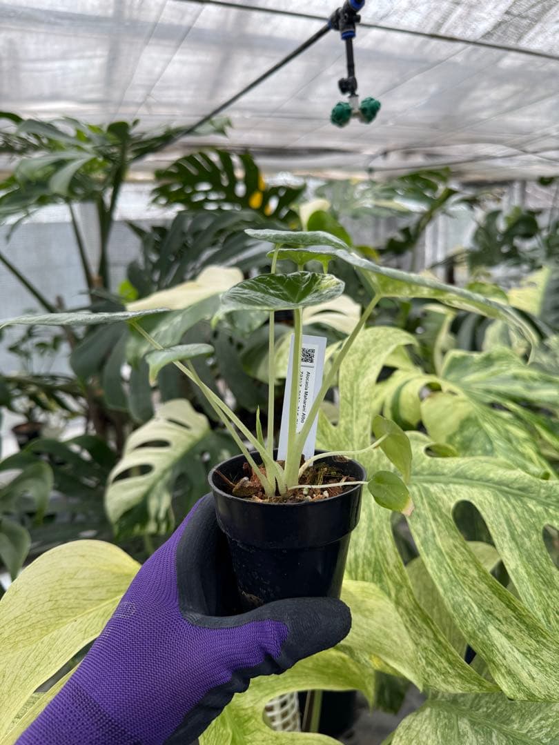 た*り様 激レア　アロカシア　マハラニ　アルボ　白斑入り