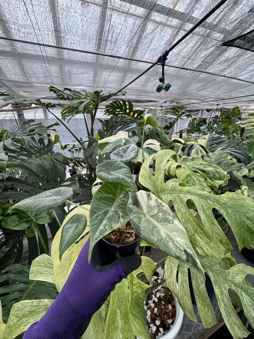 た*り様 激レア　アロカシア　マハラニ　アルボ　白斑入り