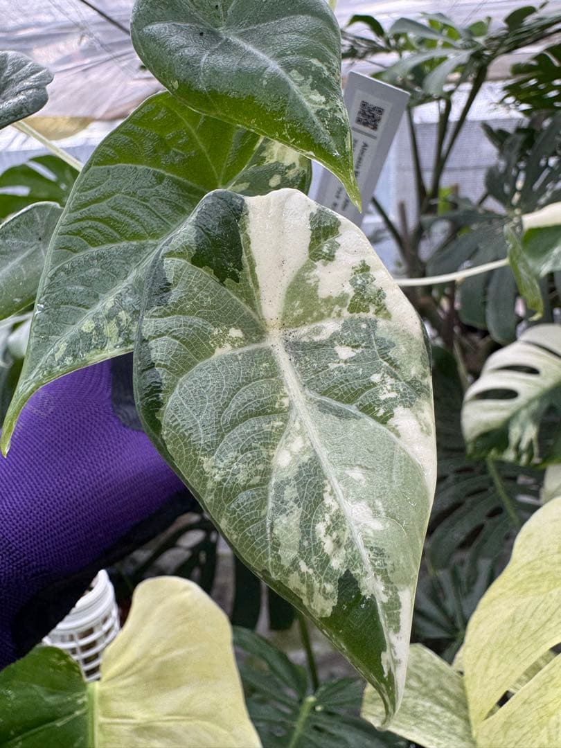 た*り様 激レア　アロカシア　マハラニ　アルボ　白斑入り