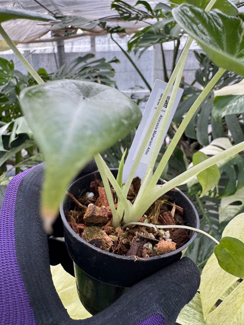 た*り様 激レア　アロカシア　マハラニ　アルボ　白斑入り