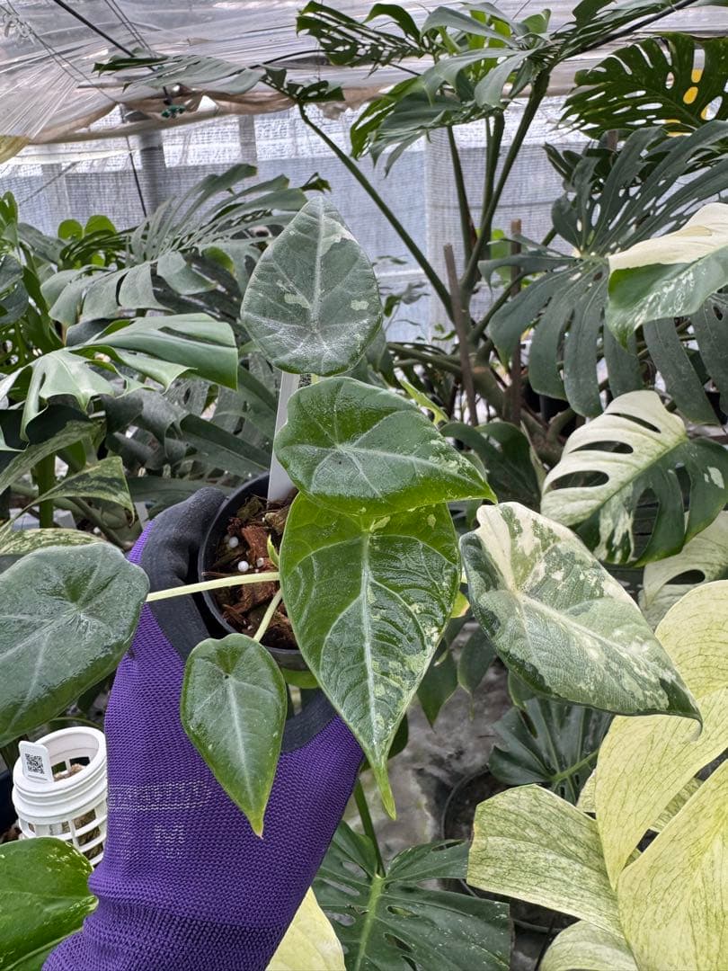 た*り様 激レア　アロカシア　マハラニ　アルボ　白斑入り