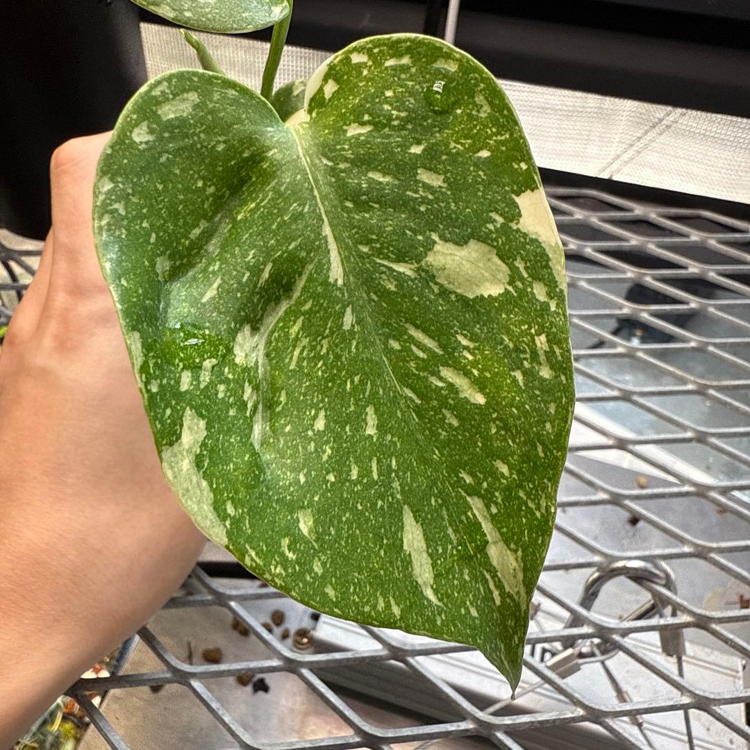 S*u様 極上 モンステラ メデューサ