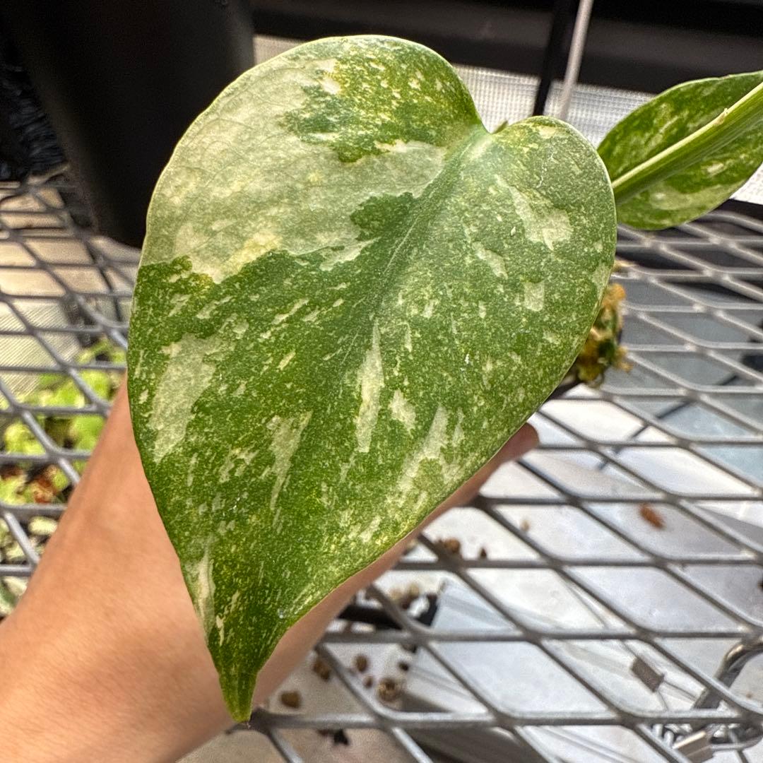 S*u様 極上 モンステラ メデューサ