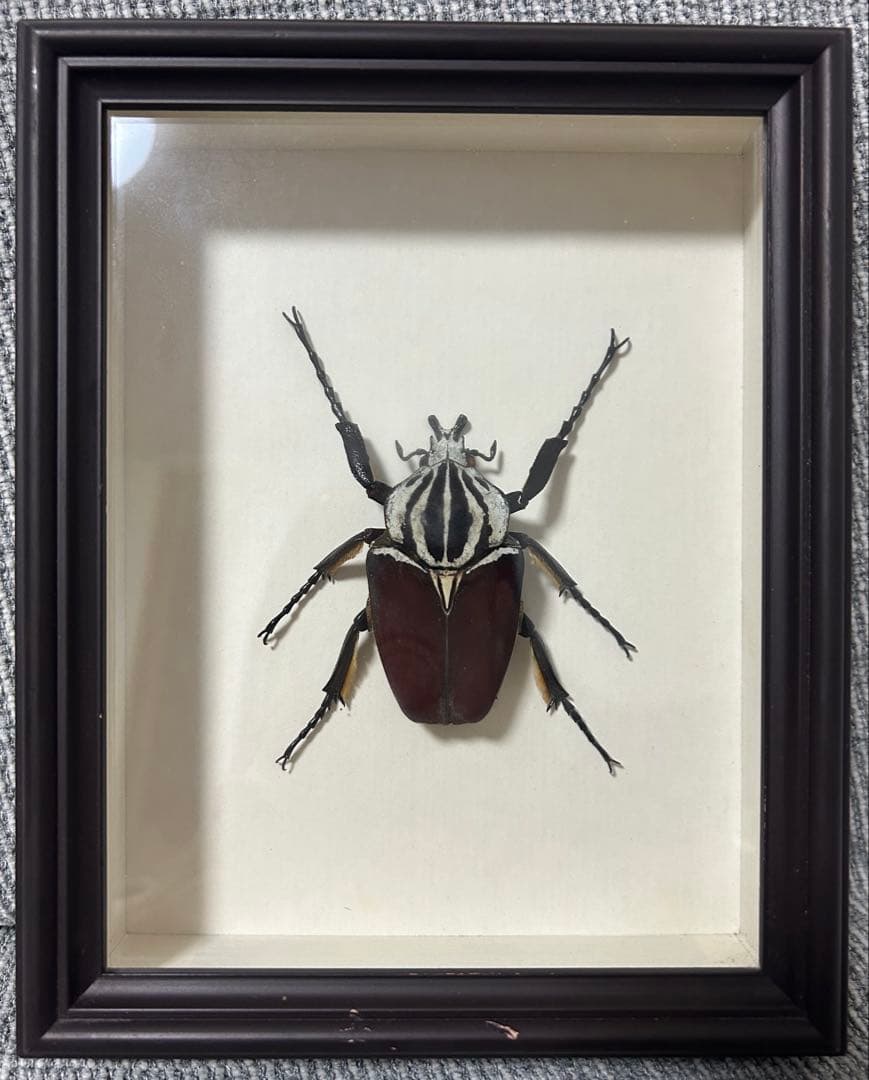 デタニヒイロツマベニチョウ♂♀標本☆ ペレン島産☆美麗貴重ペア標本少数