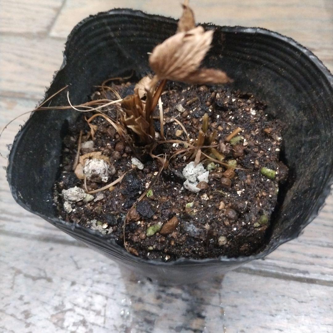 MICO　　花苗　アストランティア　ローマ　宿根草