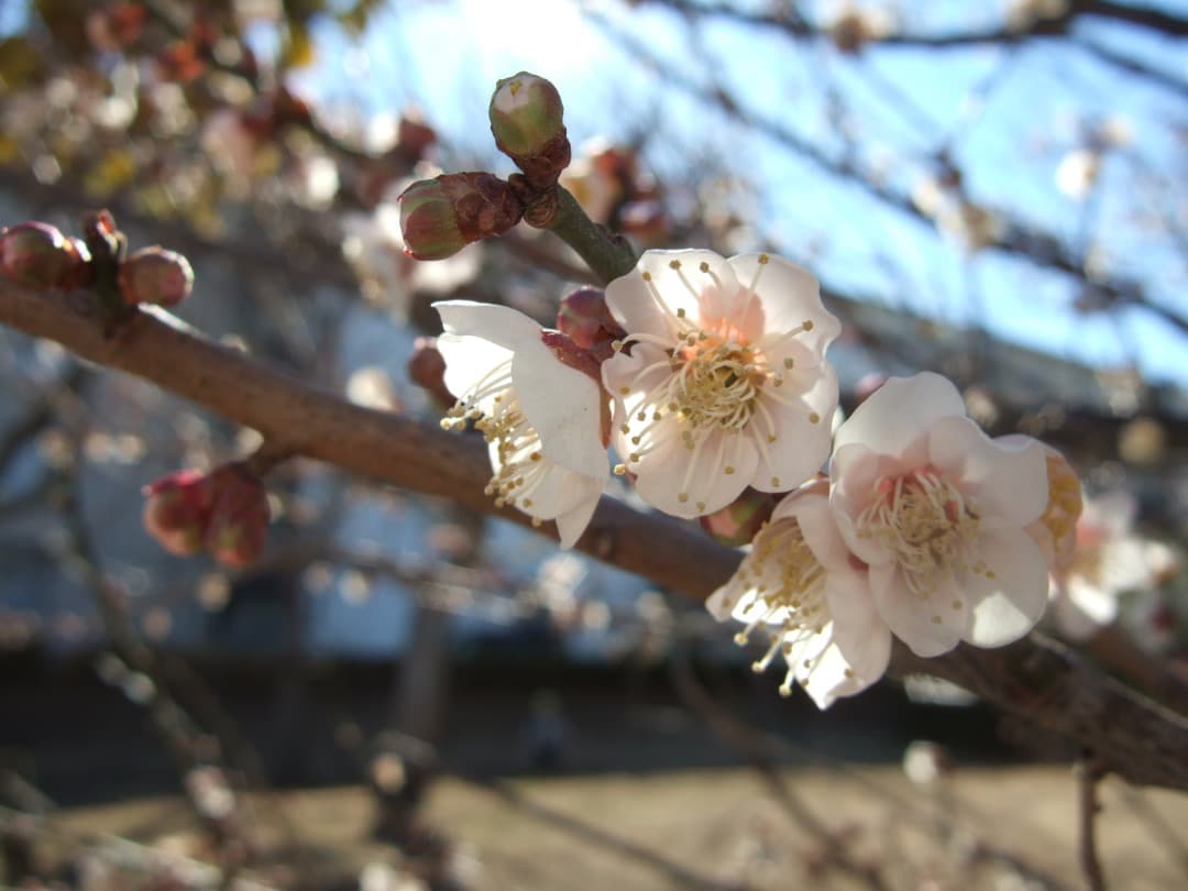 実写美⭕️良品【動作確認済】FUJIFILM FinePix F10