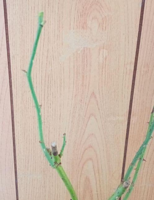 バラ苗(入手困難切り花種) 超激レア種 接ぎ木大苗 和バラ