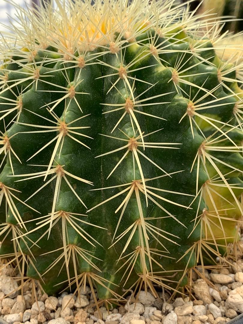 多肉植物サボテン金鯱錦