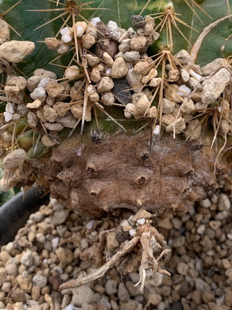 多肉植物サボテン金鯱錦