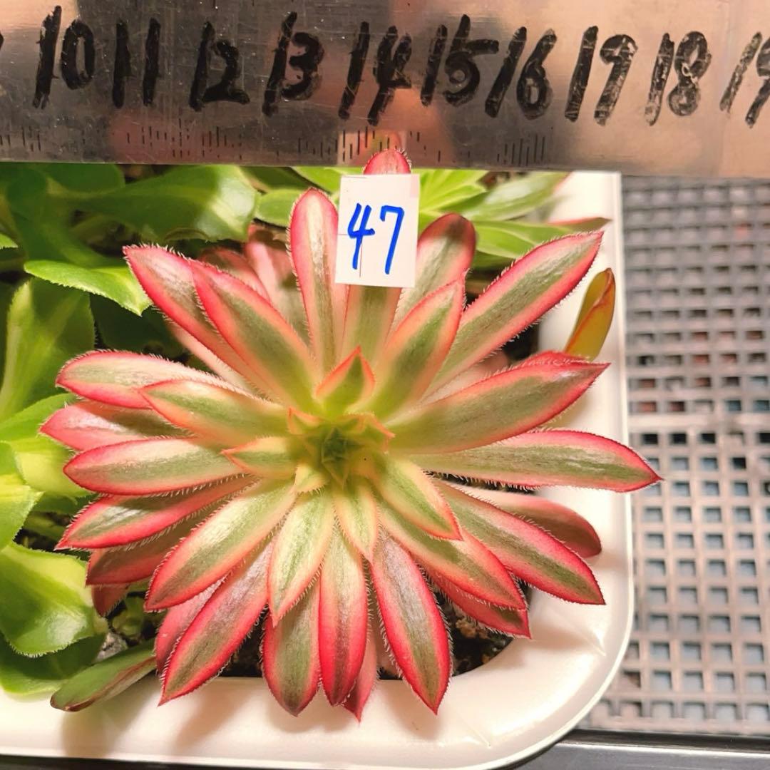47#多肉植物アエオニウム錦❤️ 朱雀❤️1大頭8cm拨き苗