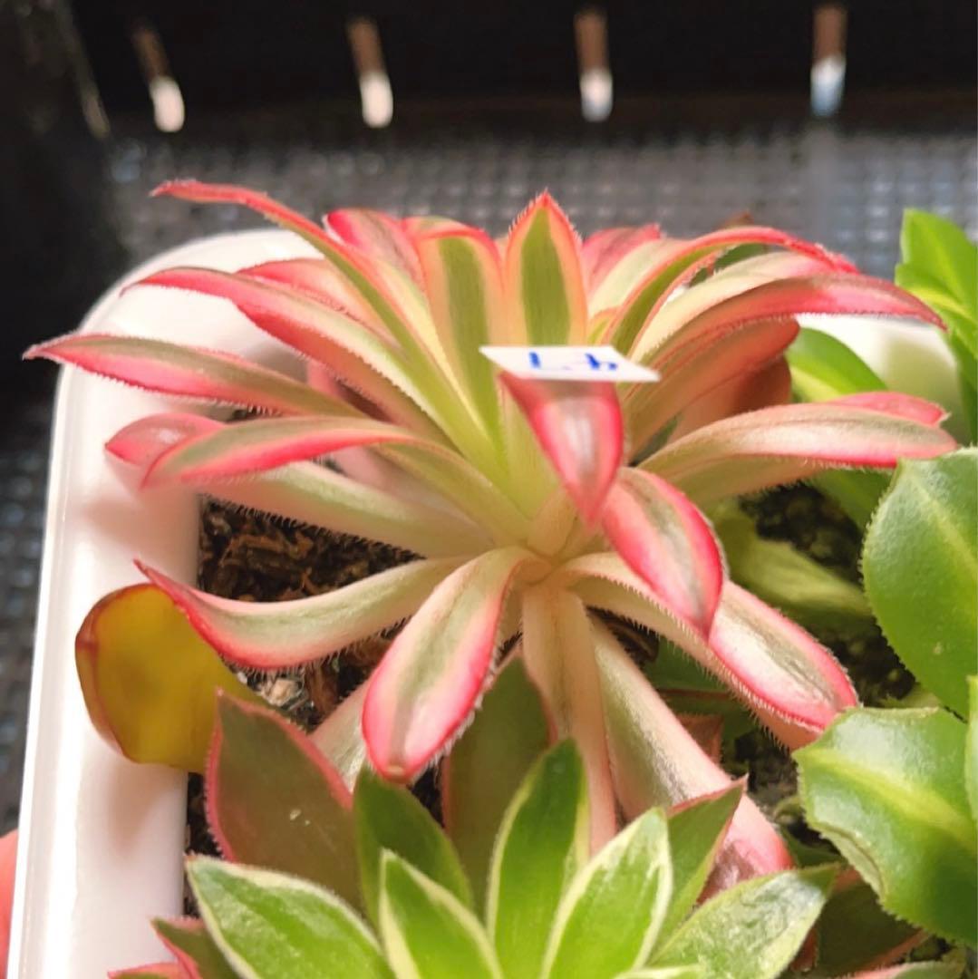 47#多肉植物アエオニウム錦❤️ 朱雀❤️1大頭8cm拨き苗