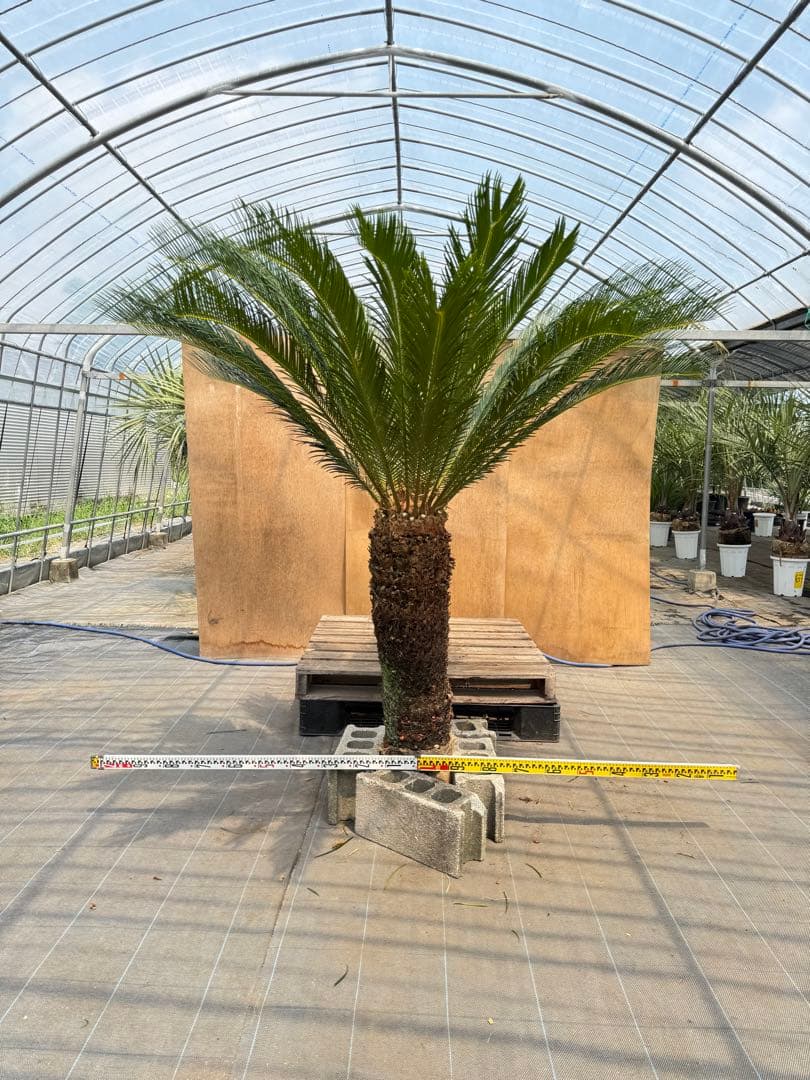 【極太株】ソテツ（蘇鉄）幹高◎ 迫力抜群‼️葉先190cm幹高110cm