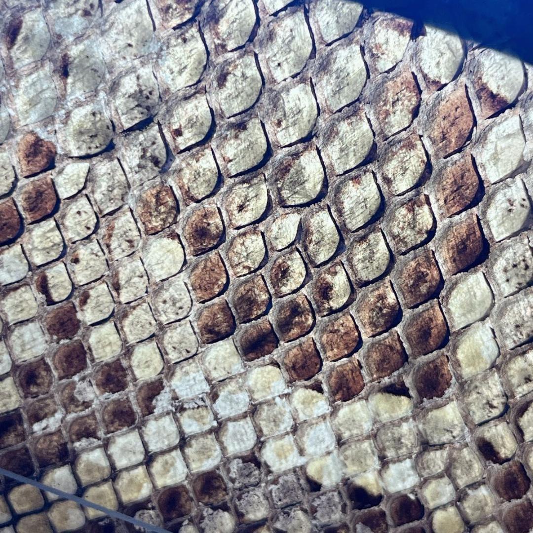 三線 蛇皮 蛇革 強化張り 沖縄 和楽器 ケース