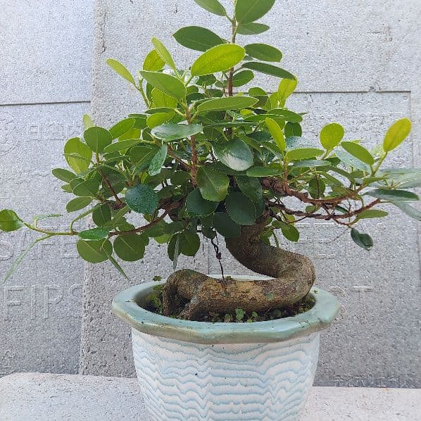 亜熱帯の樹木　パンダガジュマル　②