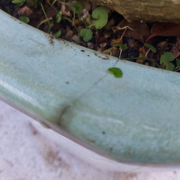 亜熱帯の樹木　パンダガジュマル　②