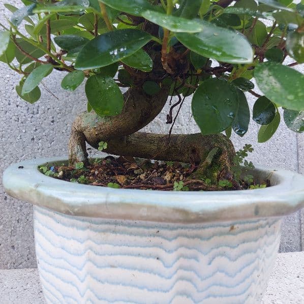 亜熱帯の樹木　パンダガジュマル　②