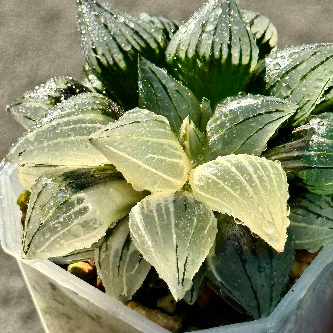 チ*ー様 アトロフスカミュータント錦　超美株　ハオルチア　観葉植物　47