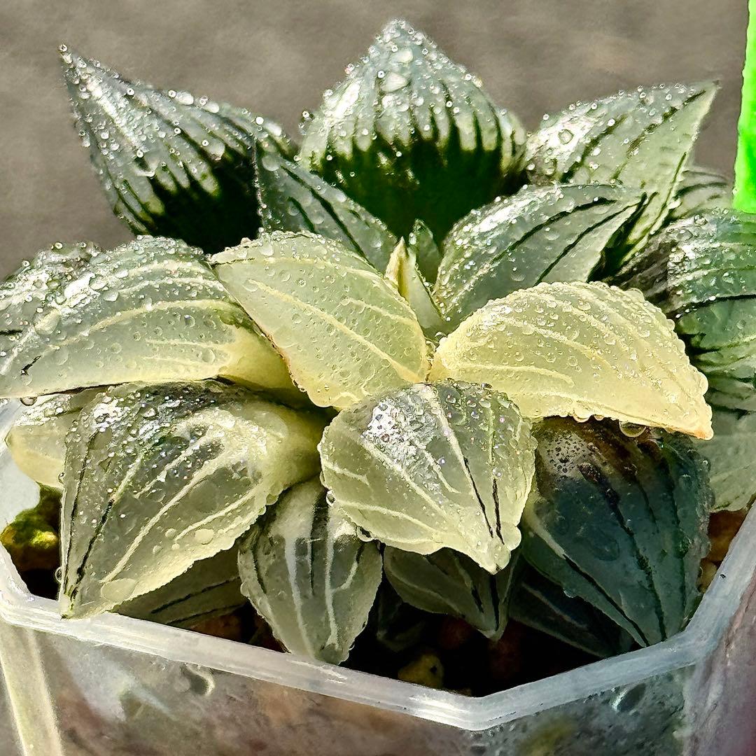 チ*ー様 アトロフスカミュータント錦　超美株　ハオルチア　観葉植物　47