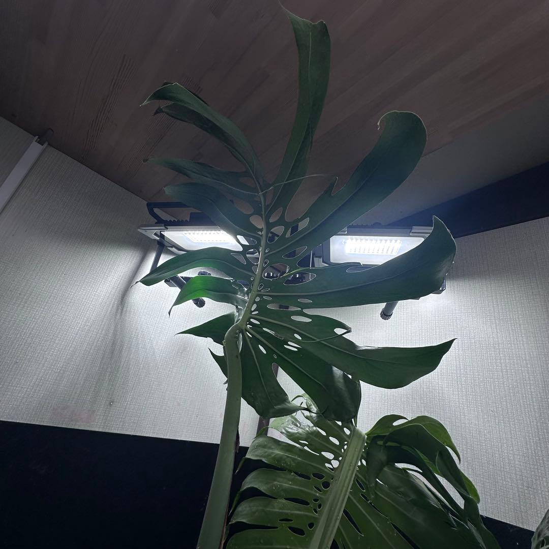 2*4様 モンステラデリシオーサマクロコズム超希少系統鉢植え71㎝