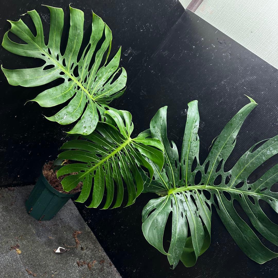 2*4様 モンステラデリシオーサマクロコズム超希少系統鉢植え71㎝