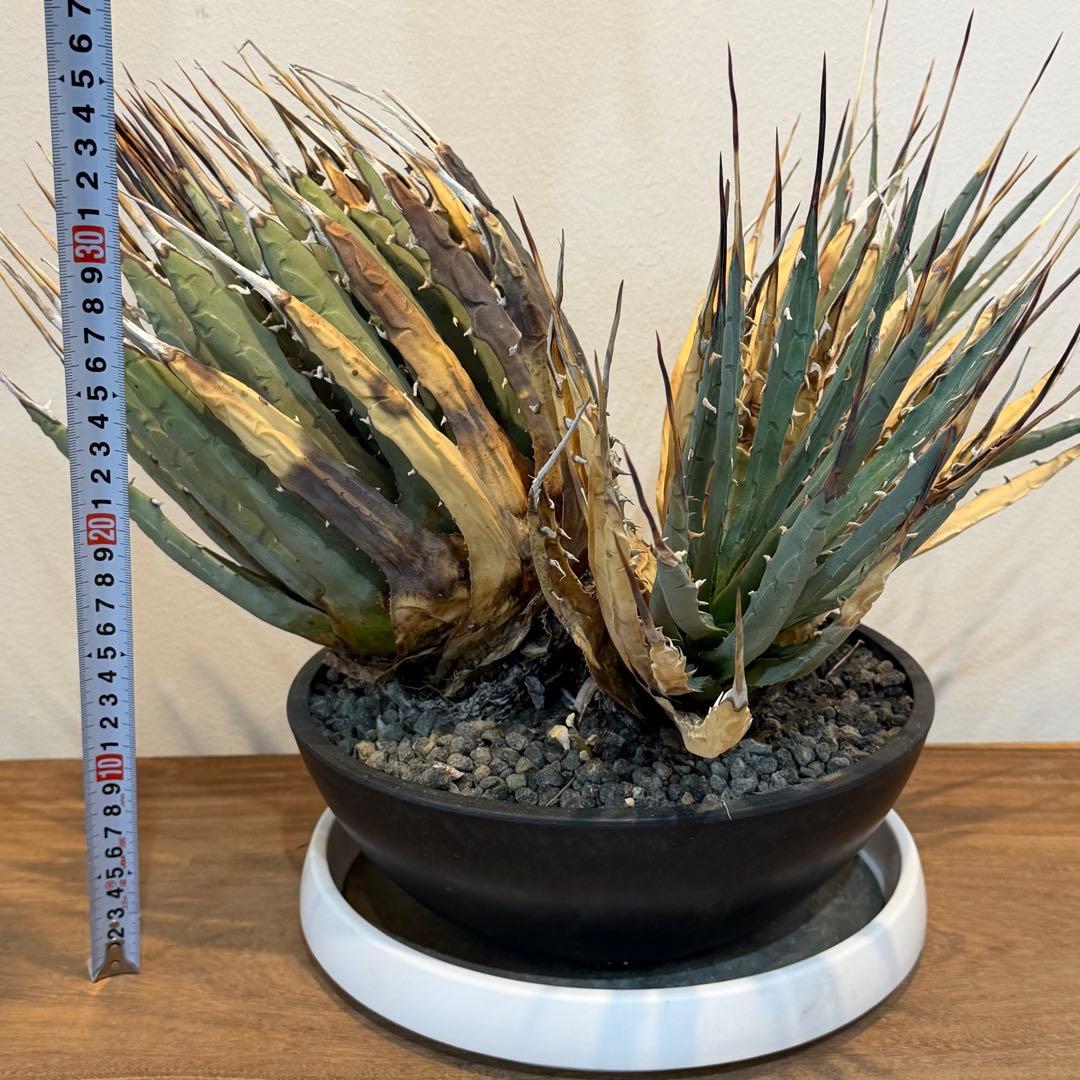 【希少】アガベユタエンシスエボリスピナ 群生 現地球 発根済 多肉 大株 親株