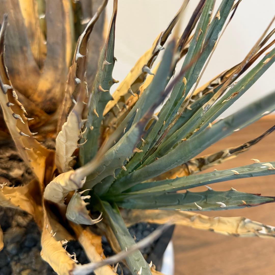 【希少】アガベユタエンシスエボリスピナ 群生 現地球 発根済 多肉 大株 親株