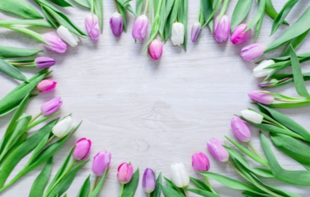 春　背景布　春CA②　ペット撮影用　トリミングチョーカー販売中　チューリップ