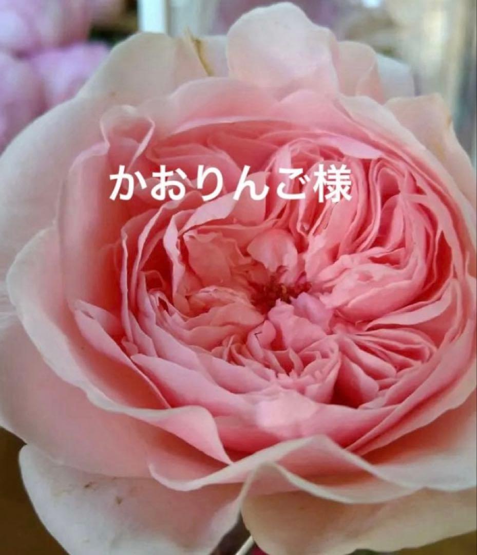 バラ苗　購入前にコメント