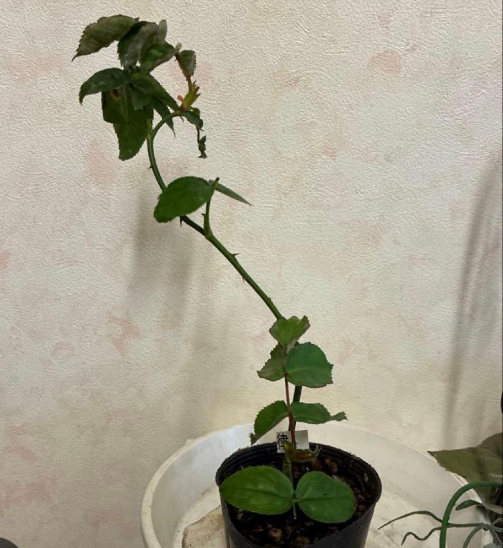 バラ苗　購入前にコメント