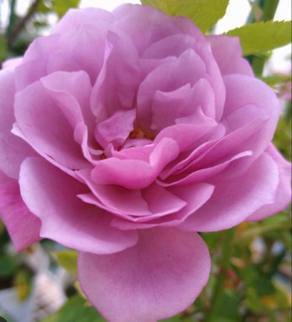 バラ苗　購入前にコメント