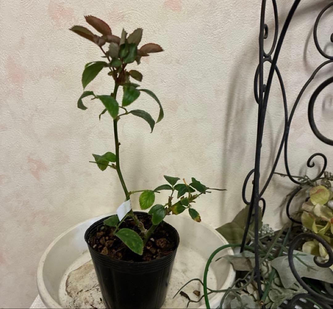 バラ苗　購入前にコメント