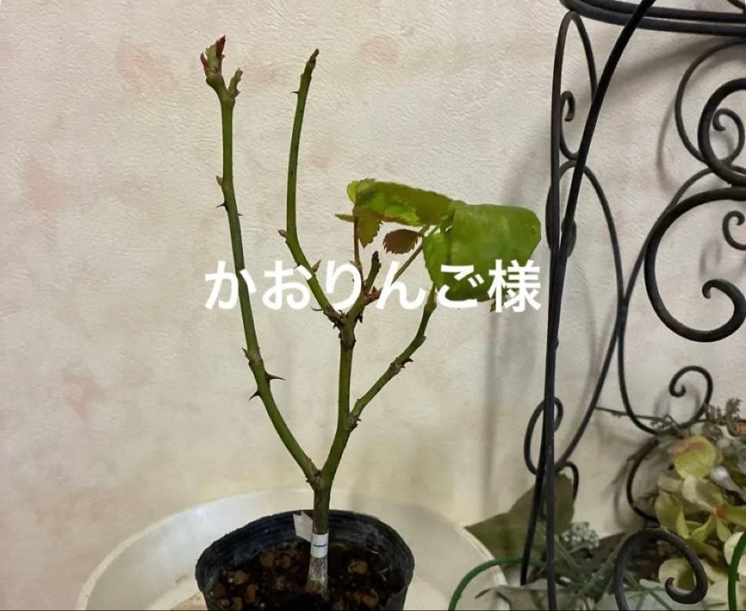 バラ苗　購入前にコメント