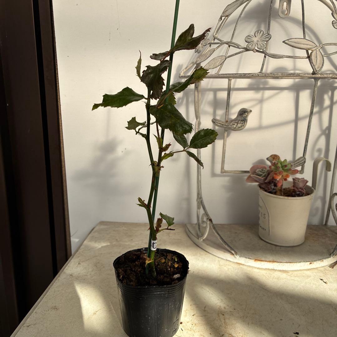 バラ苗　購入前にコメント