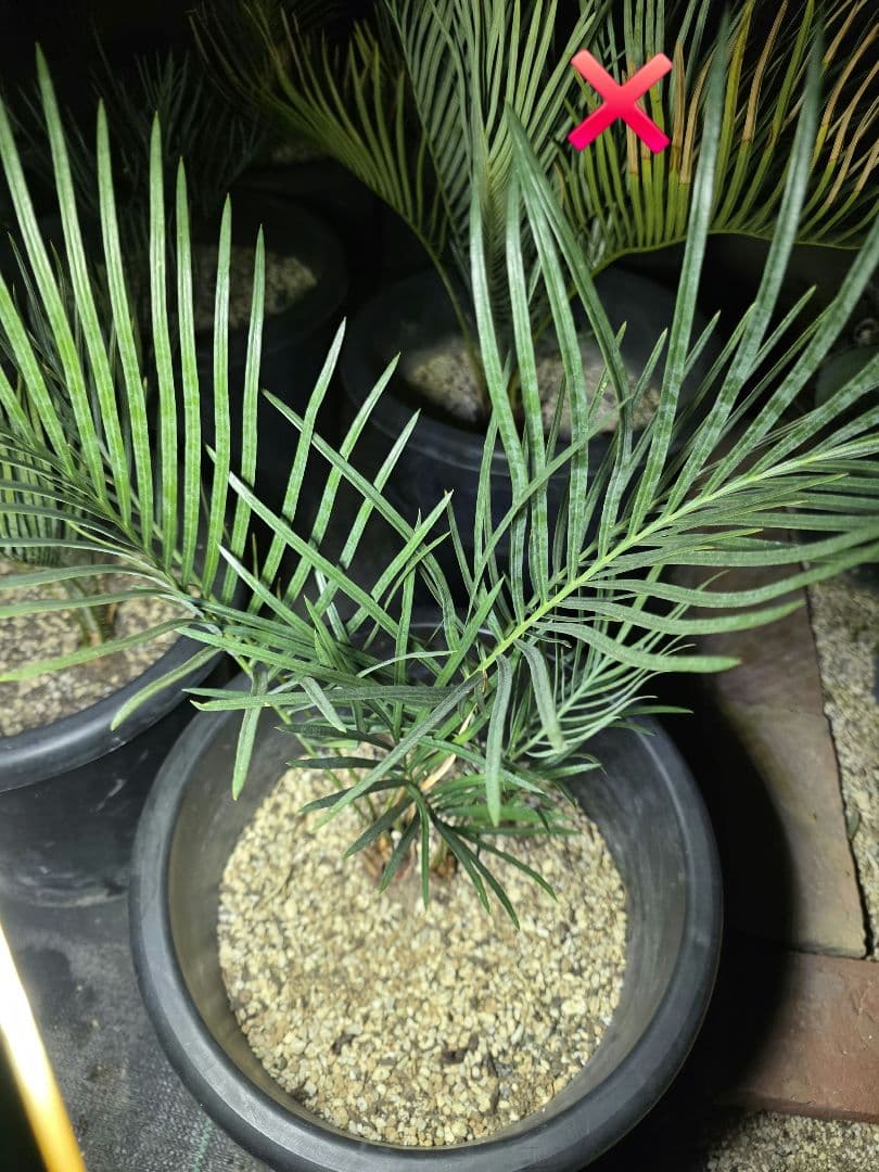 サイカスコッツシアーナ　（ダブルヘッド）