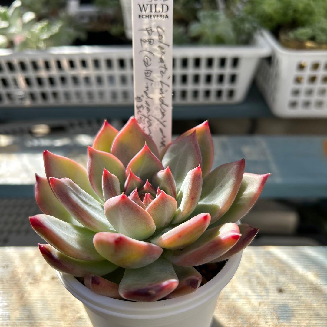 多肉植物⭐︎中里リンゼアナ⭐︎札付き⭐︎2022実生